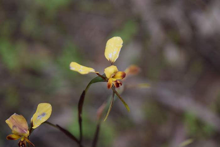 Diuris - orchid-donkey-003.JPG